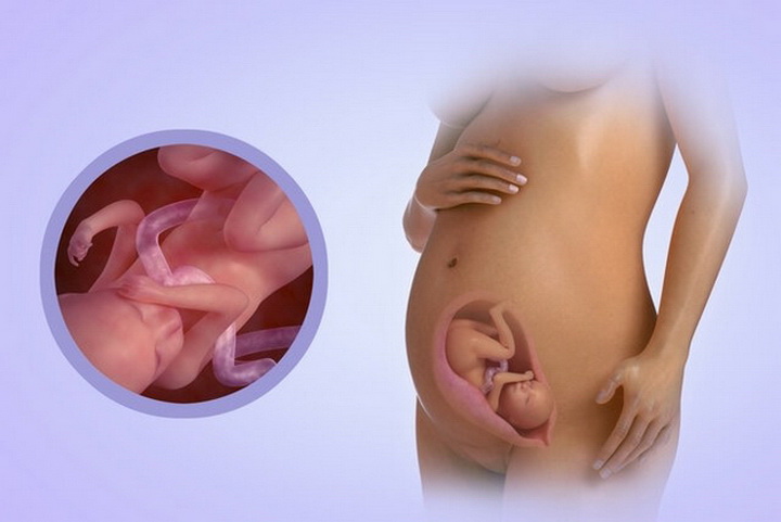 24 неделя беременности Краткий календарь беременности с 1 по 42 неделю