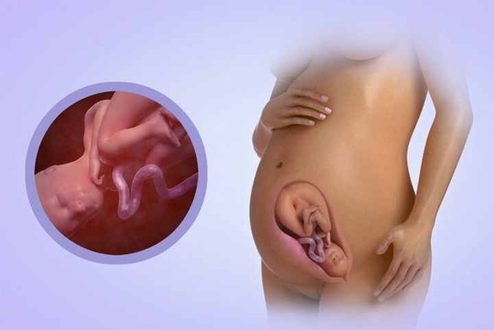 29 неделя беременности Краткий календарь беременности с 1 по 42 неделю