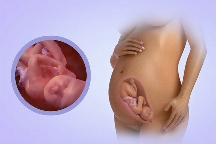 30 неделя беременности Краткий календарь беременности с 1 по 42 неделю